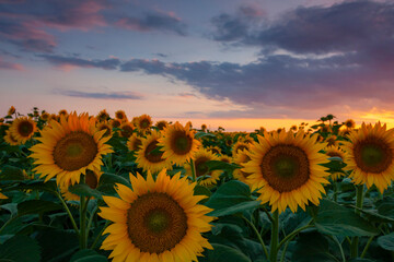 Fototapeta premium Beautiful sunflower field at sunset in a rural agricultural area in Eastern Europe