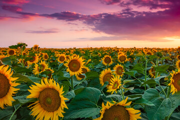 Obraz premium Beautiful sunflower field at sunset in a rural agricultural area in Eastern Europe