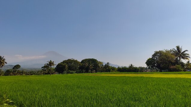 Wide landscape of lush green rice paddy fields in Indonesia with tropical trees and a majestic volcano mountain under a clear bright blue sky in summer morning