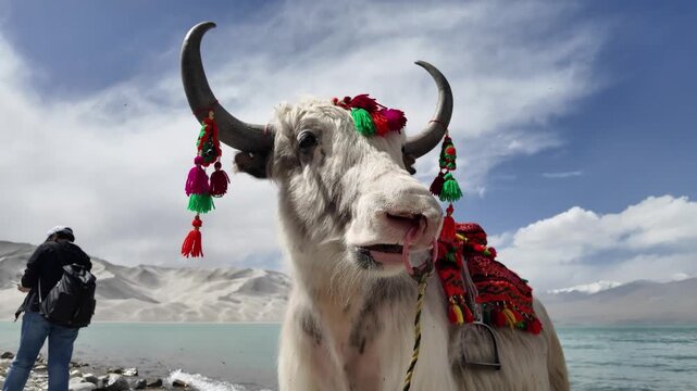 White domestic yak on pebble shore of Baisha Lake with fur blowing in wind Bulunkou Xinjiang China