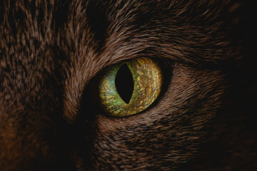 Katzen Auge © Patrick