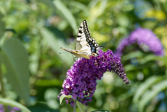 Old World Swallowtail or common yellow swallowtail (Papilio machaon) sitting on summer lilac in Zurich, Switzerland