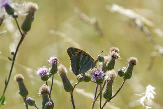 Silver-washed Fritillary butterfly (Argynnis paphia) sitting on pink flower in Zurich, Switzerland