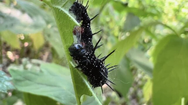 Black spiny caterpillar of Aglais urticae clinging to green nettle leaf in close-up macro view