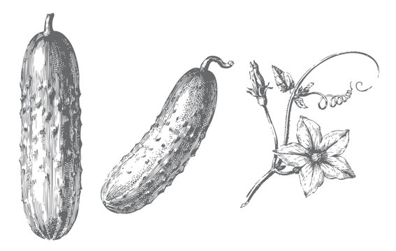Vintage cucumber harvest drawing with leafy vines, blossoms, tendrils, and stems.