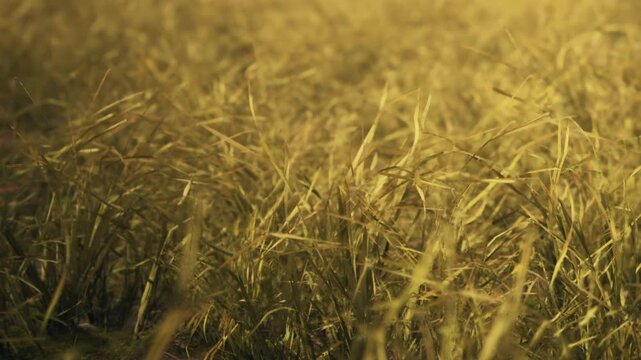 Tall grass moves gently as the wind blows through a field. Bright sunlight shines down, creating a warm atmosphere. The scene captures the essence of nature and simplicity.