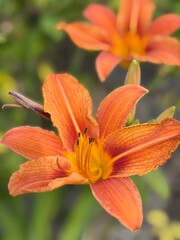 Fototapeta premium Close-up of orange daylily bloom in summer garden 