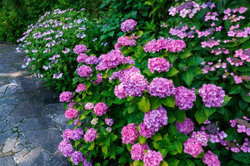 Fototapeta premium Pink hydrangea flowers blooming in early summer at Shimoda Park in Izu.