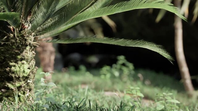 A plant stands in a garden surrounded by grass and trees. The close view highlights the plants texture and the contrast with the background. Sunlight filters through the leaves.