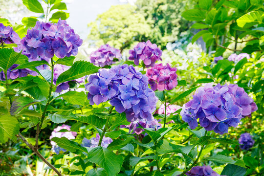Close-up of purple hydrangea flowers blooming in early summer at Shimoda Park.