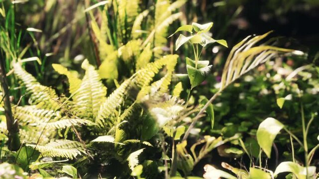 Ferns and various green plants grow in a forest setting during daytime. Sunlight filters through the leaves, creating shadows and highlights. The scene shows nature thriving.