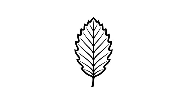 Outline drawing of a single leaf on white background
