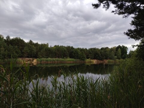 Quiet forest pond surrounded by reeds on a moody summer da