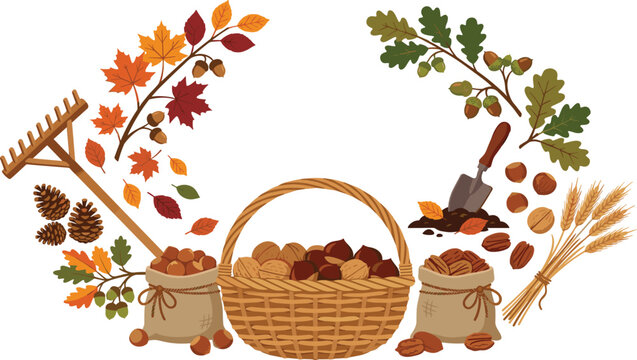 Autumn Harvest Nuts Collection with Acorns Walnuts Hazelnuts Pecans Oak Branches Maple Leaves Wheat Basket and Rustic Garden Tools Vector Set