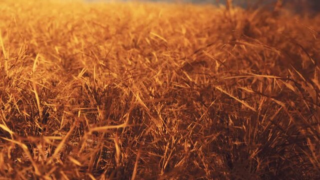 Grass sways gently in the wind as the sun sets. The warm light creates an orange hue across the field. Shadows form among the blades as day turns to night.