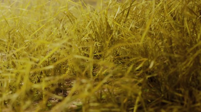 A close view of grass growing on the ground shows different shades of yellow. The sunlight illuminates the grass and highlights the soil underneath.