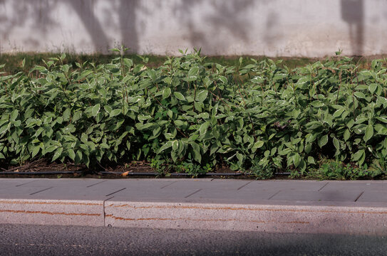 white dogwood bushes near the sidewalk with a black watering tube
