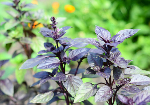 Purple basil organic superfood for healthy cooking