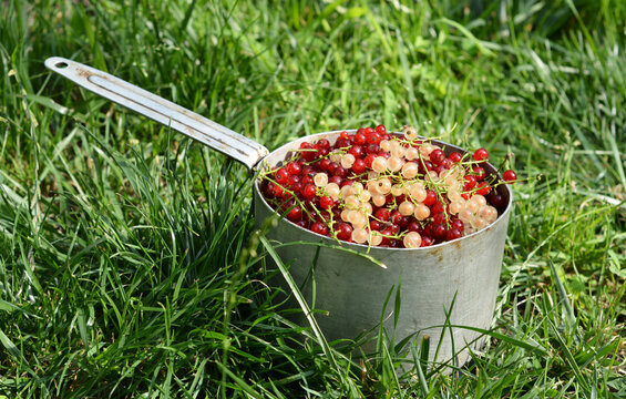 Red white currants healthy organic superfood harvest