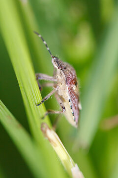 Close-up of a small, detailed stinkbug on a green blade of grass
