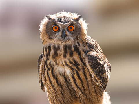An eagle owl with bright orange eyes looking forward.