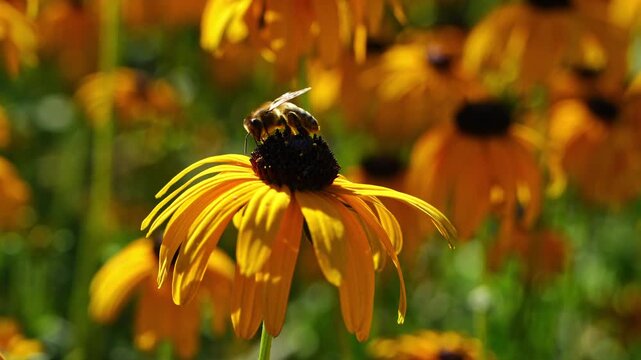 Honeybee gathering nectar from  blooming Rudbeckia flower. close up view of pollination, garden wildlife, ecosystem.