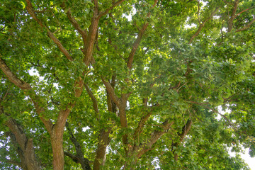 Fototapeta premium Green tree branches stretch across a clear sky and provide shade during a sunny day in a park