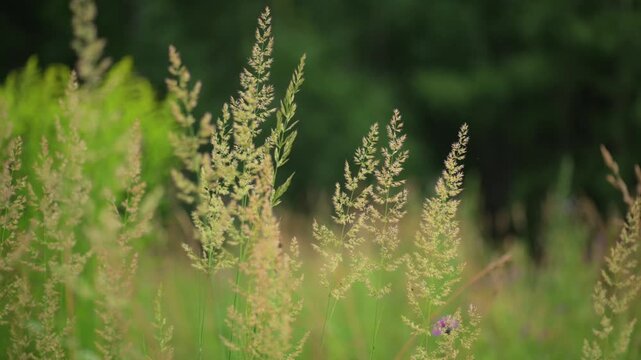 Tall grass seed heads in meadow field