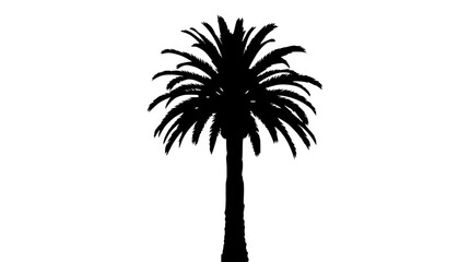 Obraz premium Black Palm Tree Silhouette Isolated on White Background