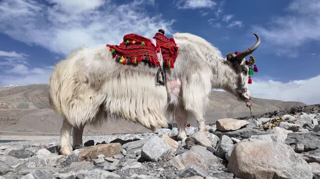 White domestic yak on pebble shore of Baisha Lake with fur blowing in wind Bulunkou Xinjiang China