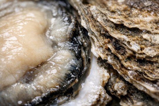 Fresh oyster opened on a textured surface, showcasing its smooth, glistening meat and natural shell, highlighting the intricate details of marine life
