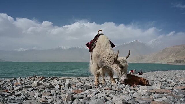 White domestic yak on pebble shore of Baisha Lake with fur blowing in wind Bulunkou Xinjiang China