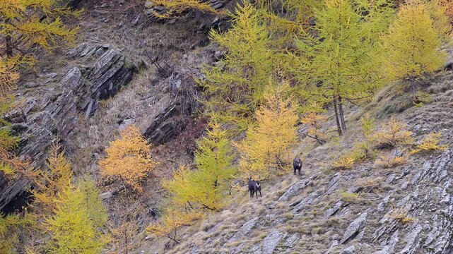 Challenge among two alpine chamois males in the mating season (Rupicapra rupicapra)