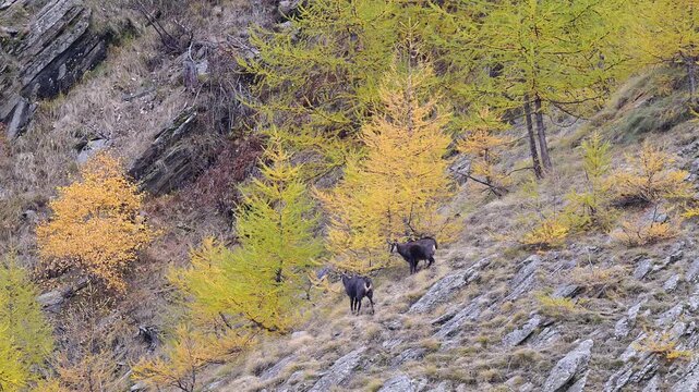 The challenge, two Alpine chamois males in the breeding season (Rupicapra rupicapra)