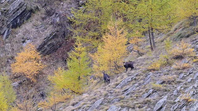 Two Alpine chamois male in the mating season (Rupicapra rupicapra)