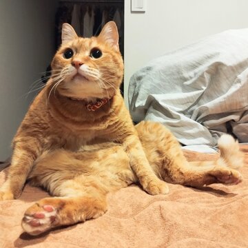 おじさんみたいな座り方をする茶トラ猫