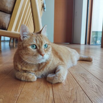 寝ころぶ茶トラ猫