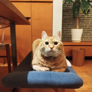 オットマンチェア上で香箱座りをする茶トラ猫
