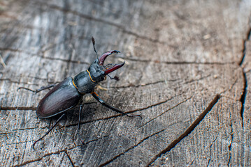 Obraz premium Male stag beetle (Lucanus cervus) walking across a weathered tree stump in natural woodland habitat.