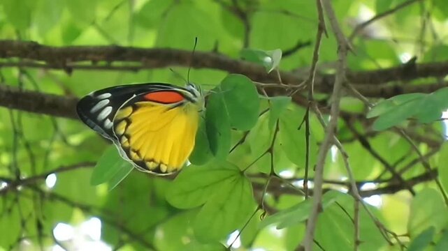 Beautiful Red-spot Jezebel butterfly (Delias descombesi) resting on green leaves in nature.