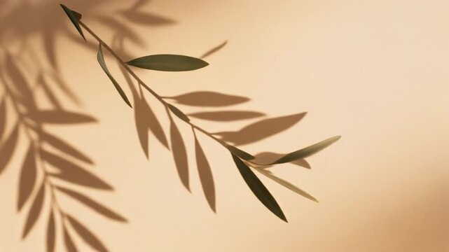 Ultra realistic olive branch shadow overlay drifts across warm beige plaster in Mediterranean sunlight, creating a premium seamless botanical video overlay with elegant natural movement.