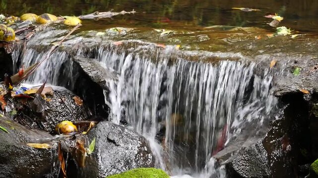 Water flowing at Curepipe Botanical Garden 