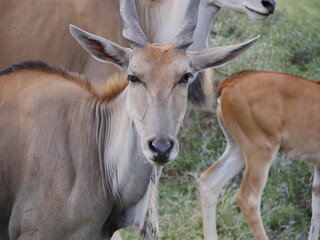 Close-up of an antelope in natural environment  © Tarikh Jumeer