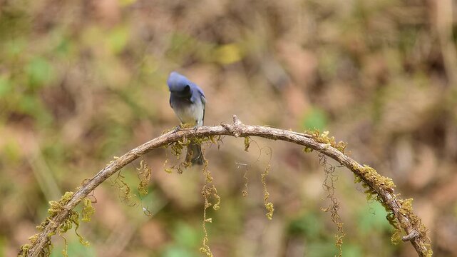Small blue bird perched on a mossy branch in a forest setting