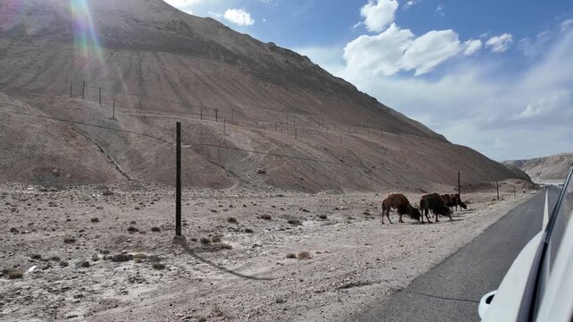 Small herd of molting camels grazing at foot of mountain along highway in Xinjiang China