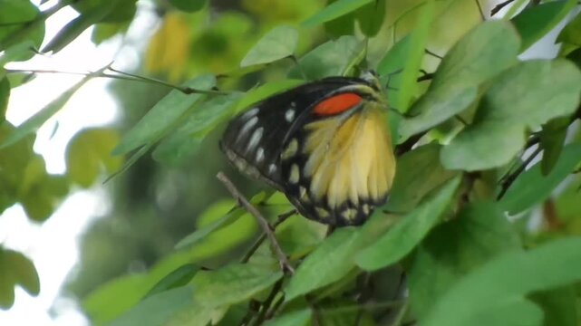 A colorful Painted Jezebel butterfly resting still on a branch waving in the wind.