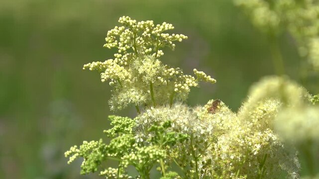 Bee collecting nectar from creamy white meadowsweet flowers