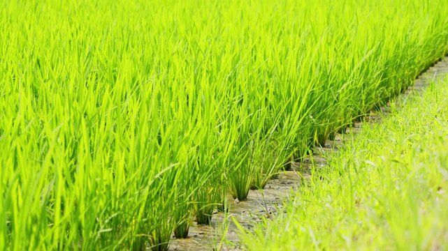 Lush Green Rice Plants Growing in a Paddy Field