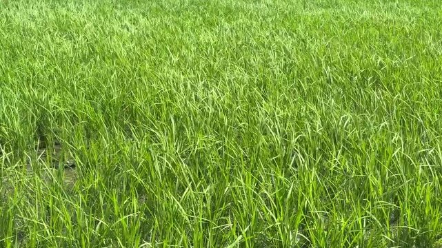 日本の風景、水田