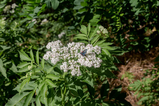The medicinal herbs Dwarf elder (Sambucus ebulus) close-up